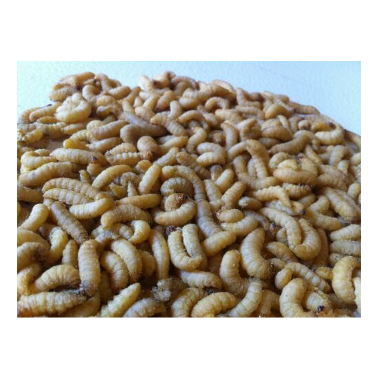 1000 Live Wax Worms Live Bait Ice Fishing Bee moth Gecko Reptile Food waxworms  image {1}